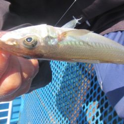 オリジナルメーカー海づり公園(市原市海づり施設) 釣果