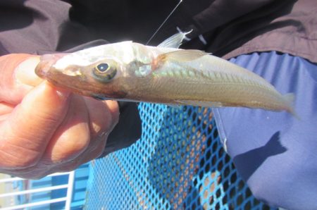 オリジナルメーカー海づり公園(市原市海づり施設) 釣果