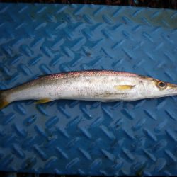 オリジナルメーカー海づり公園(市原市海づり施設) 釣果