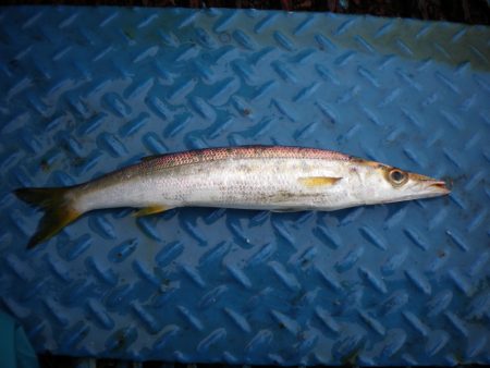 オリジナルメーカー海づり公園(市原市海づり施設) 釣果