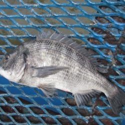 オリジナルメーカー海づり公園(市原市海づり施設) 釣果