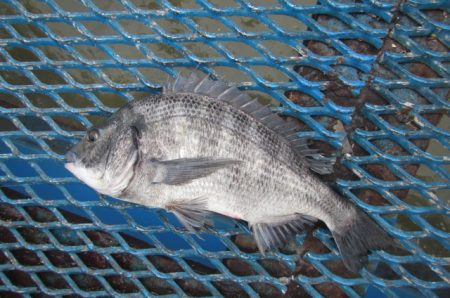 オリジナルメーカー海づり公園(市原市海づり施設) 釣果