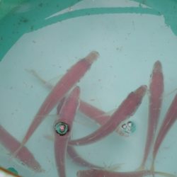 オリジナルメーカー海づり公園(市原市海づり施設) 釣果