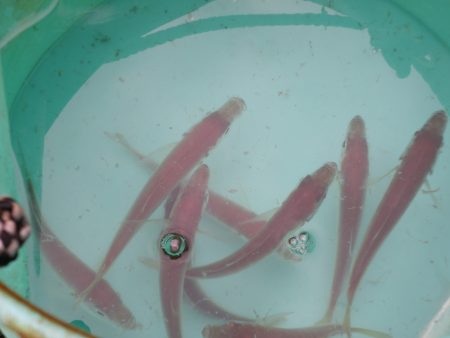 オリジナルメーカー海づり公園(市原市海づり施設) 釣果