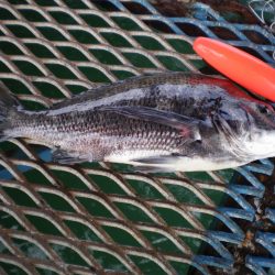 オリジナルメーカー海づり公園(市原市海づり施設) 釣果