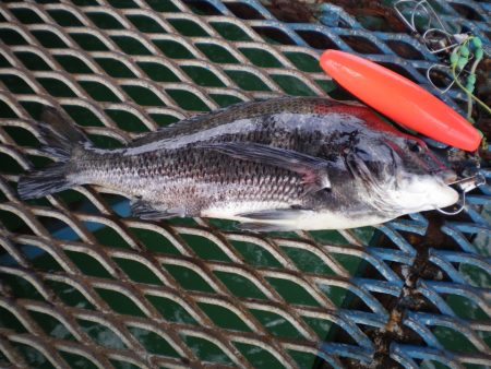 オリジナルメーカー海づり公園(市原市海づり施設) 釣果