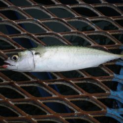 オリジナルメーカー海づり公園(市原市海づり施設) 釣果