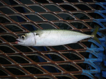 オリジナルメーカー海づり公園(市原市海づり施設) 釣果