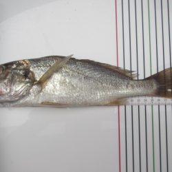 オリジナルメーカー海づり公園(市原市海づり施設) 釣果