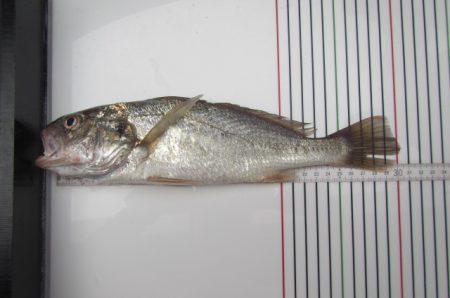 オリジナルメーカー海づり公園(市原市海づり施設) 釣果