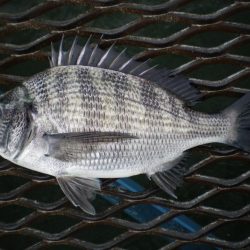 オリジナルメーカー海づり公園(市原市海づり施設) 釣果