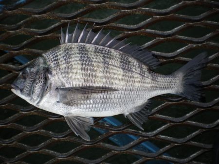 オリジナルメーカー海づり公園(市原市海づり施設) 釣果