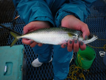 オリジナルメーカー海づり公園(市原市海づり施設) 釣果