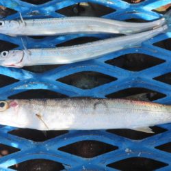 オリジナルメーカー海づり公園(市原市海づり施設) 釣果