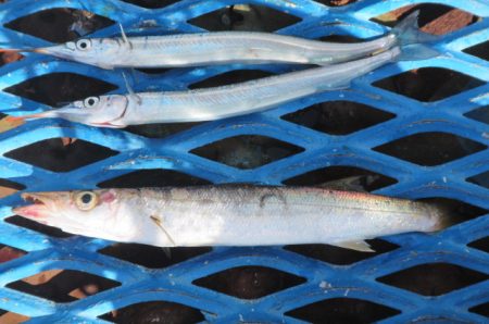 オリジナルメーカー海づり公園(市原市海づり施設) 釣果