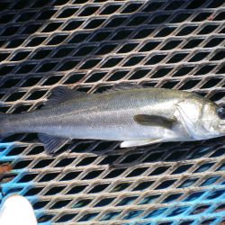 オリジナルメーカー海づり公園(市原市海づり施設) 釣果