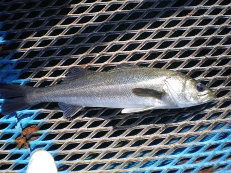 オリジナルメーカー海づり公園(市原市海づり施設) 釣果