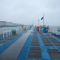 オリジナルメーカー海づり公園(市原市海づり施設) 釣果