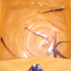 オリジナルメーカー海づり公園(市原市海づり施設) 釣果