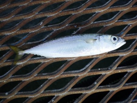 オリジナルメーカー海づり公園(市原市海づり施設) 釣果