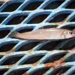 オリジナルメーカー海づり公園(市原市海づり施設) 釣果