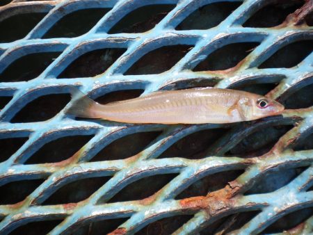 オリジナルメーカー海づり公園(市原市海づり施設) 釣果