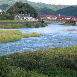 狩野川(狩野川漁業協同組合) 釣果