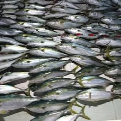 スカイマリン 釣果