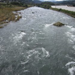 狩野川(狩野川漁業協同組合) 釣果