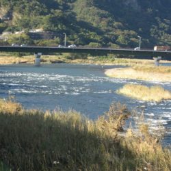 狩野川(狩野川漁業協同組合) 釣果