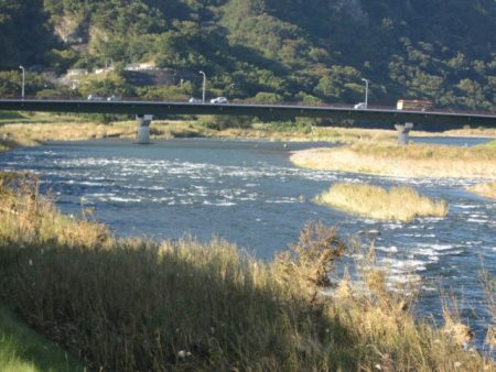 狩野川（狩野川漁業協同組合） 釣果
