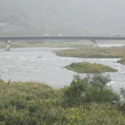 狩野川(狩野川漁業協同組合) 釣果