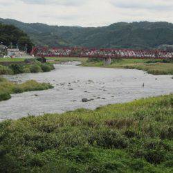 狩野川(狩野川漁業協同組合) 釣果