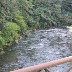 狩野川(狩野川漁業協同組合) 釣果