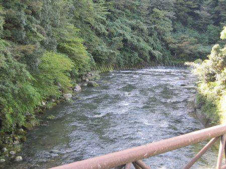狩野川(狩野川漁業協同組合) 釣果