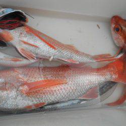 こうゆう丸 釣果