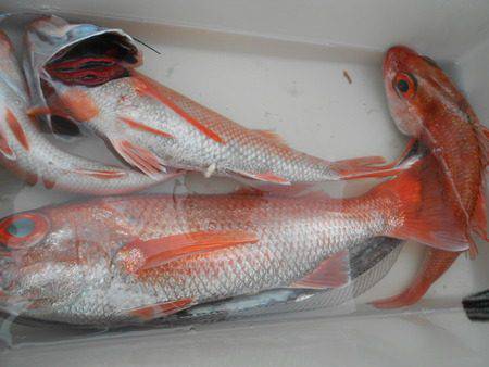 こうゆう丸 釣果