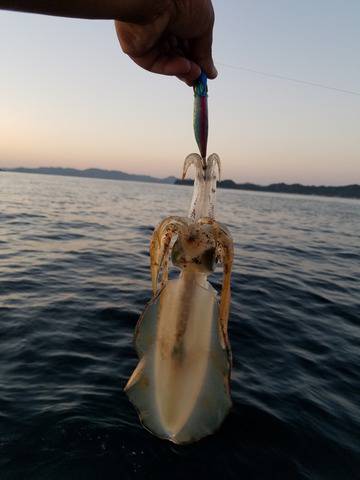 遊漁船　ニライカナイ 釣果