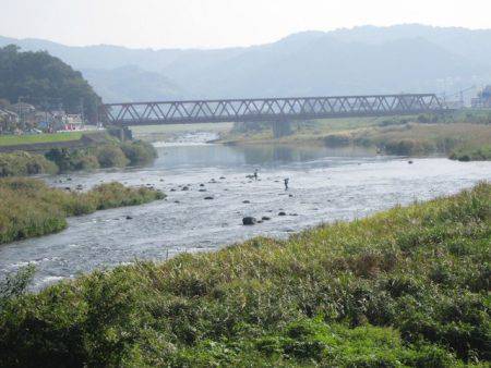 狩野川（狩野川漁業協同組合） 釣果