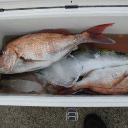 大進丸（新潟） 釣果