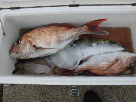 大進丸（新潟） 釣果