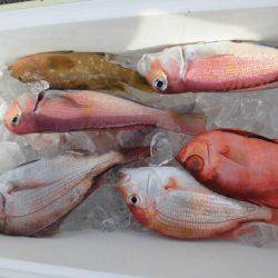 大進丸(新潟) 釣果