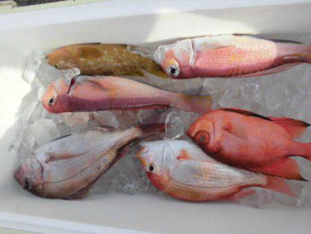 大進丸(新潟) 釣果