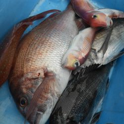 こうゆう丸 釣果