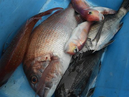 こうゆう丸 釣果