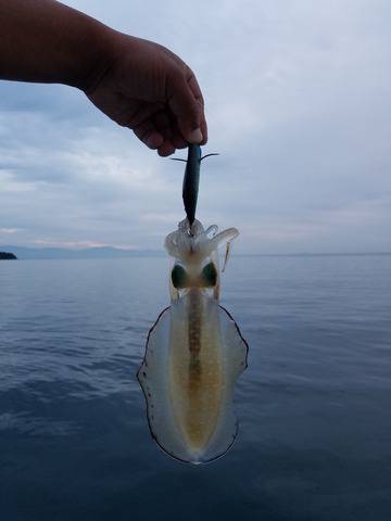 遊漁船　ニライカナイ 釣果