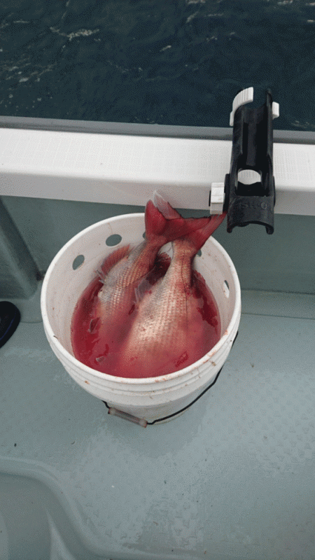 遊漁船ブルーウッズ 釣果