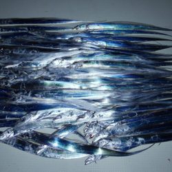 TOPGUN名古屋 釣果