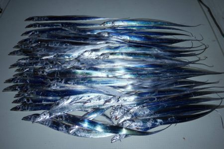 TOPGUN名古屋 釣果