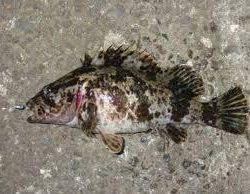 タケノコメバル2匹 蟹1匹